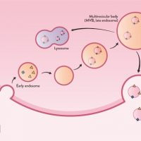 Exosomes i teori og praksis